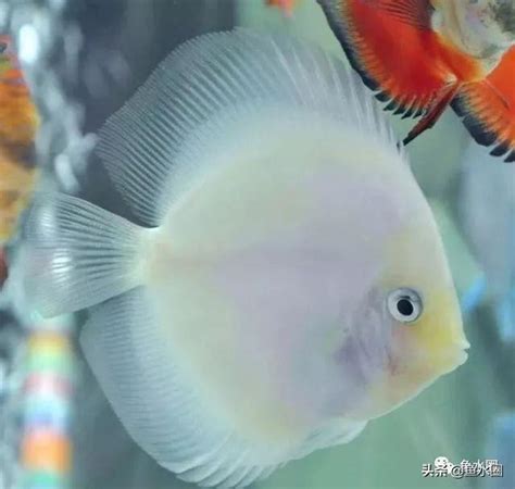 七彩神仙魚